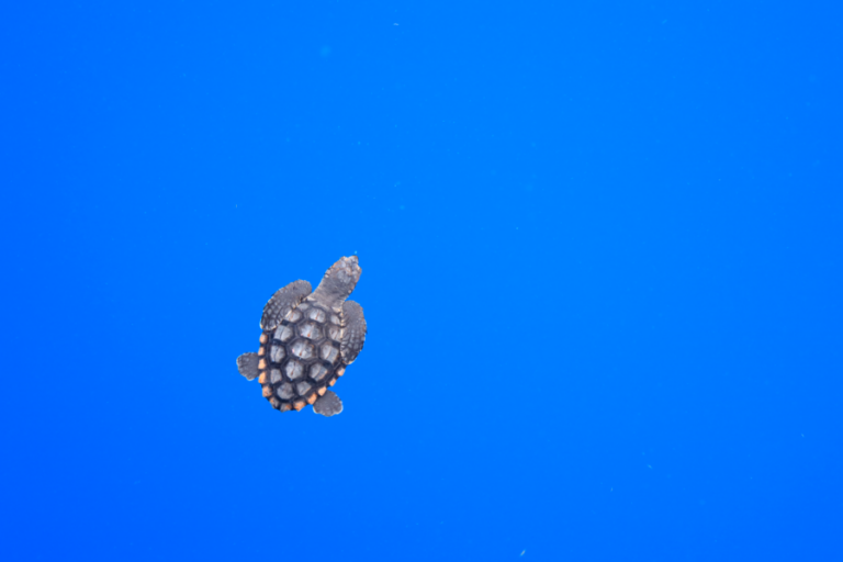 Help Sea Turtles | Mote Marine Laboratory & Aquarium