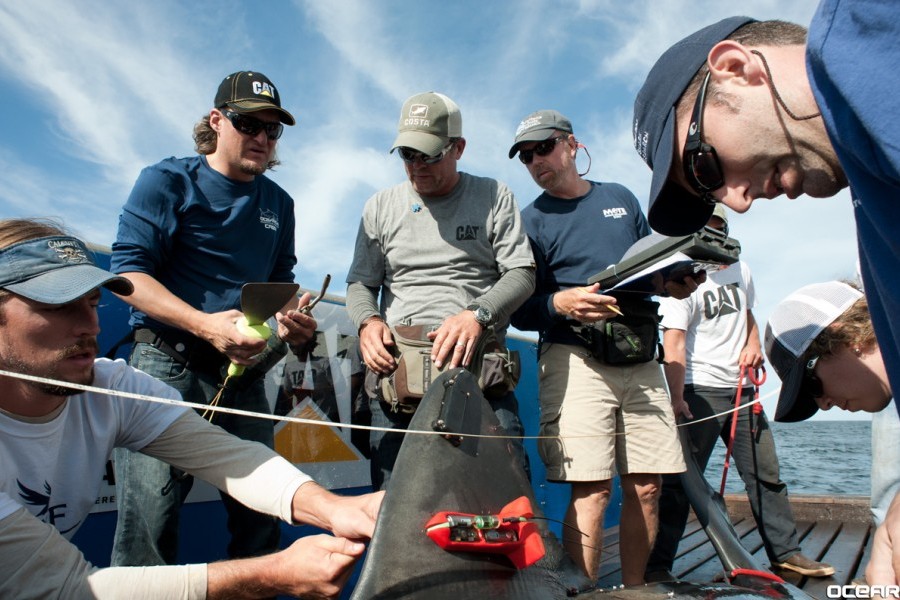 Shark scientists tag 