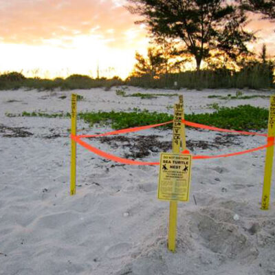 A Loggerhead sea turtle nest marked on Longboat Key Beach.
