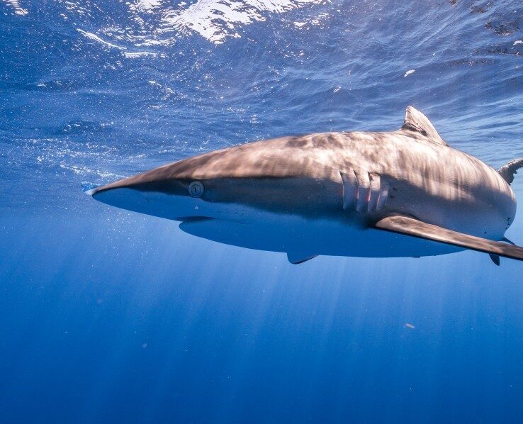 Silky shark swimming in open waters.