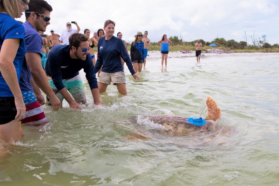 Erick the loggerhead turtle is released with a satellite tag in 2018. Photo by Conor Goulding / Mote