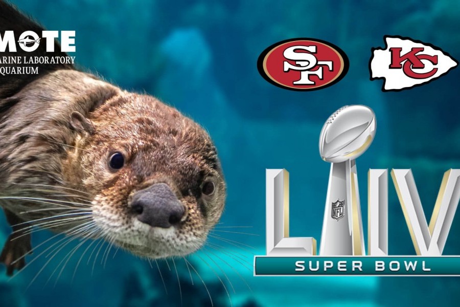 Otter and the Super Bowl 54 logo