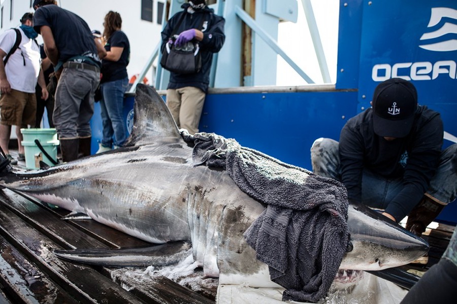 White shark Andromache is tagged, sampled and released. Credit: OCEARCH / Chris Ross