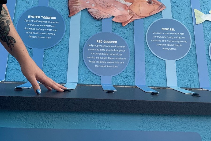 Image of guest pushing buttons to hear the sounds that fish make
