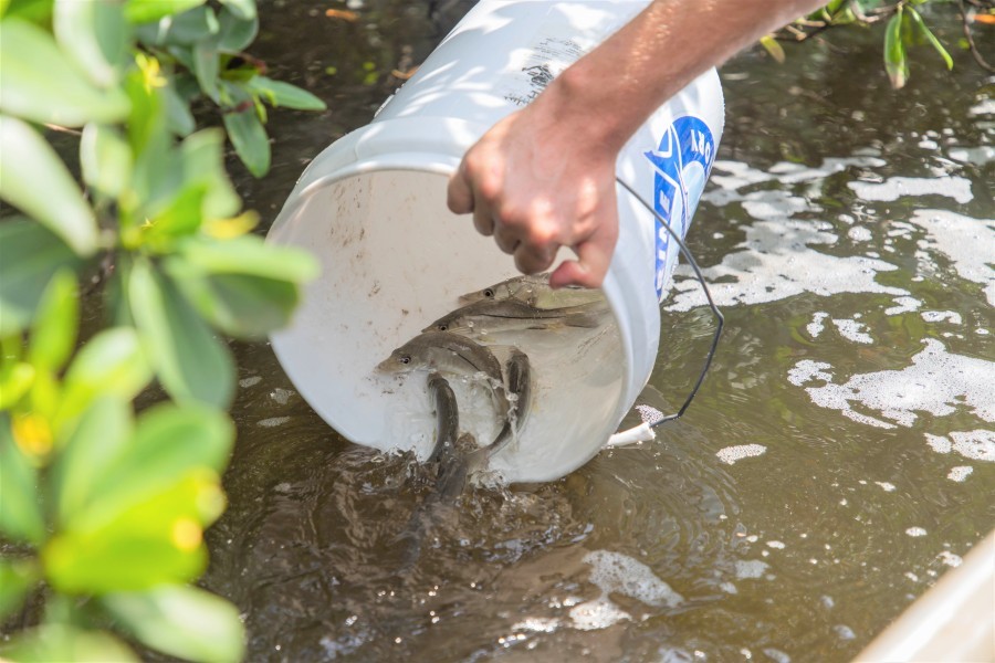 Snook being released