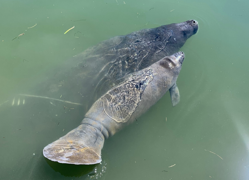 Mother manatee and her calf immediately following release. Credit Alex Mangold / Mote Marine Laboratory