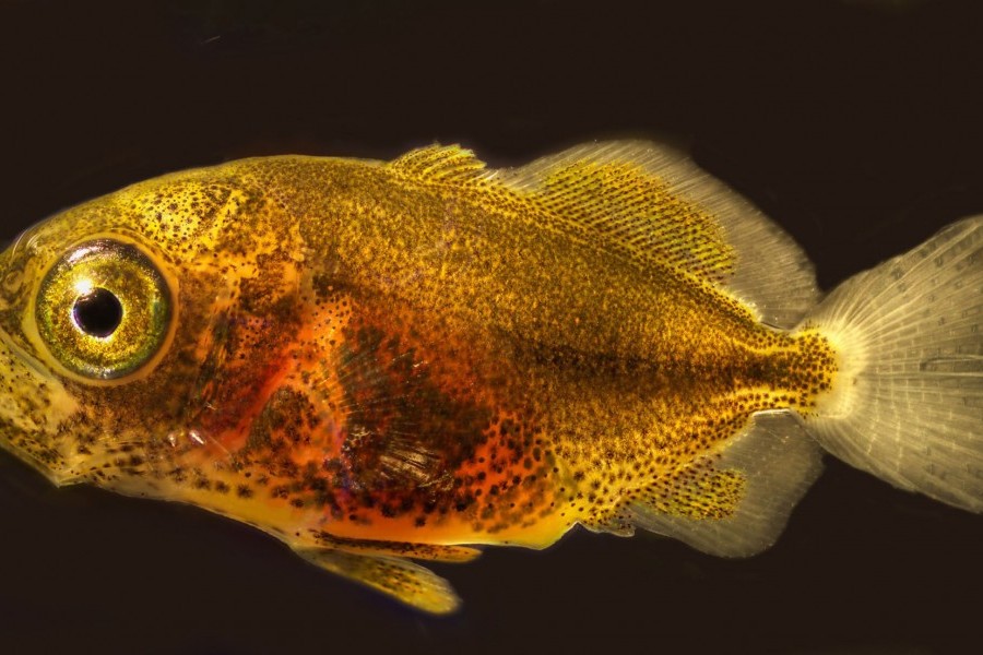 30 day-old almaco jack. Credit Ron Hans/Mote Marine Laboratory