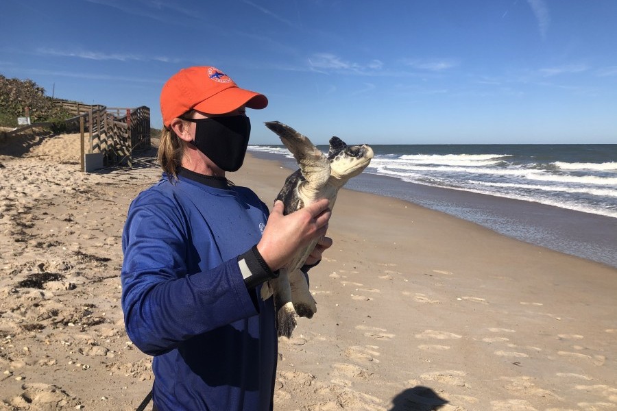 Mote staff holding a Kemp's ridley sea turtle before its release on Florida's east coast