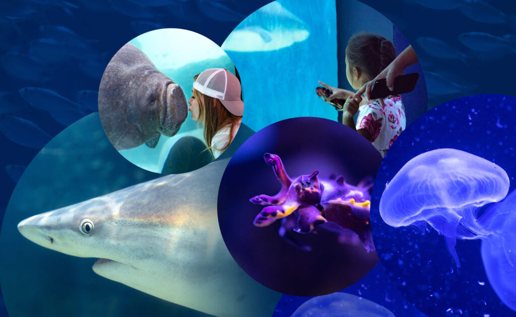 A collage of photos showing visitors at Mote Aquarium and species of marine life at the Aquarium, including a shark, cuttlefish, manatee and jellies