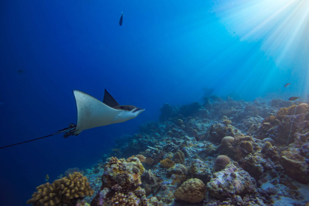 An eagle ray swims over a coral reef.