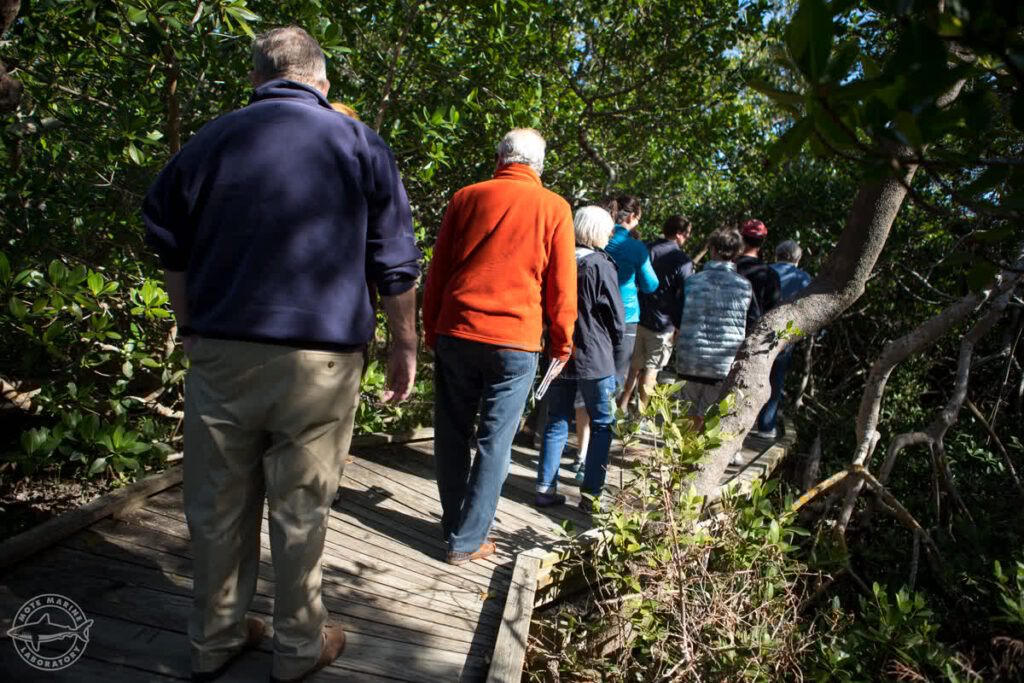 Lifelong learning program participants take a tour through the mangroves near Mote.