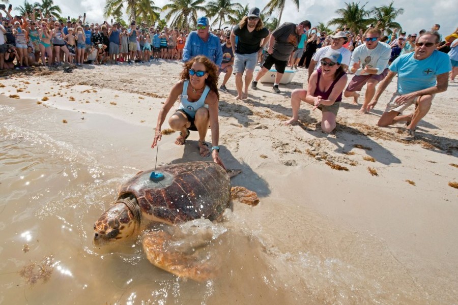 Sea Turtle Florida Tee