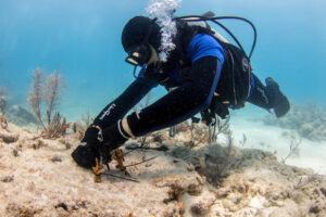 A scuba diver outplants coral fragments onto a reef in the Florida Keys.