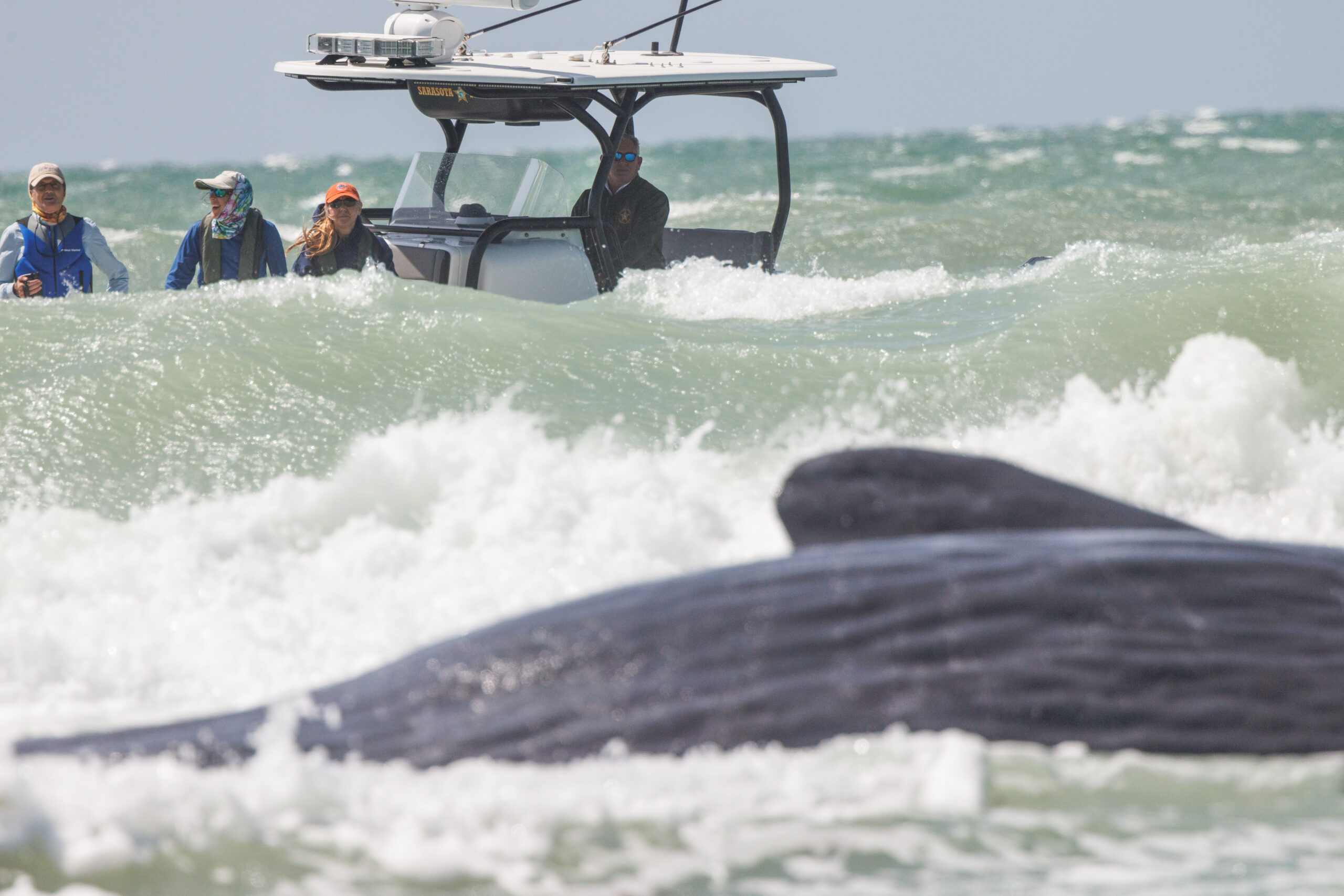 Mote staff join partners in a federally led marine mammal stranding network and local law enforcement teams to respond to a stranded sperm whale alongshore of Venice, Florida.