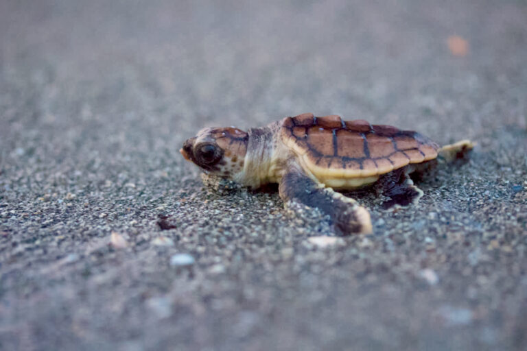 Loggerhead Hatchling Release
