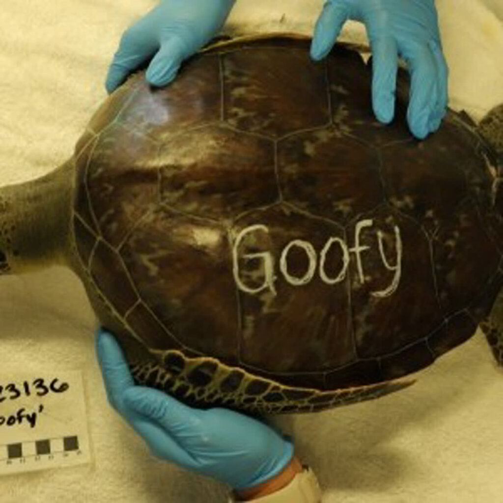 sea turtle hopsital patient