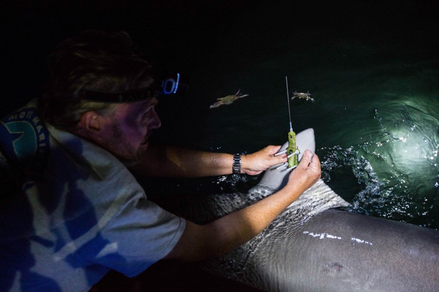 Dr. Bob Hueter applies tag to a bull shark in a 2016 study. Photo: Olivia Raney