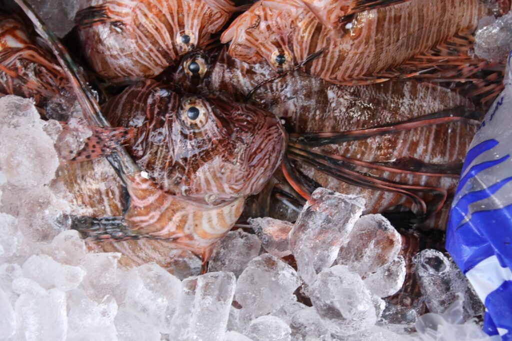 Close up of fresh caught lionfish in a cooler of ice.