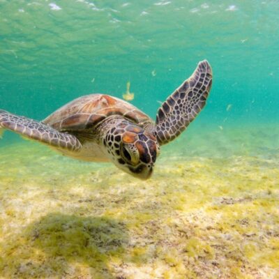 Green sea turtle swimming.