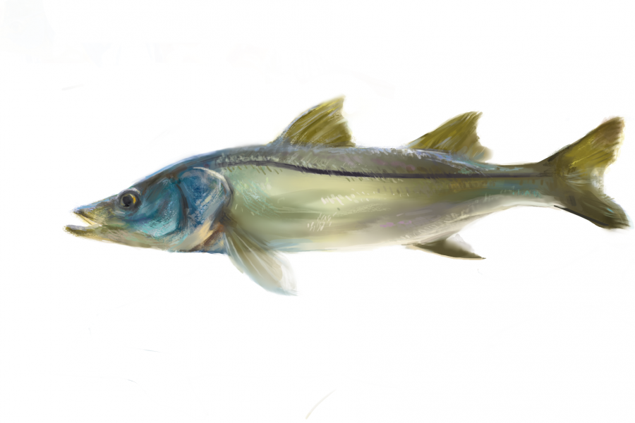 Common snook illustration by Hayley Rutger