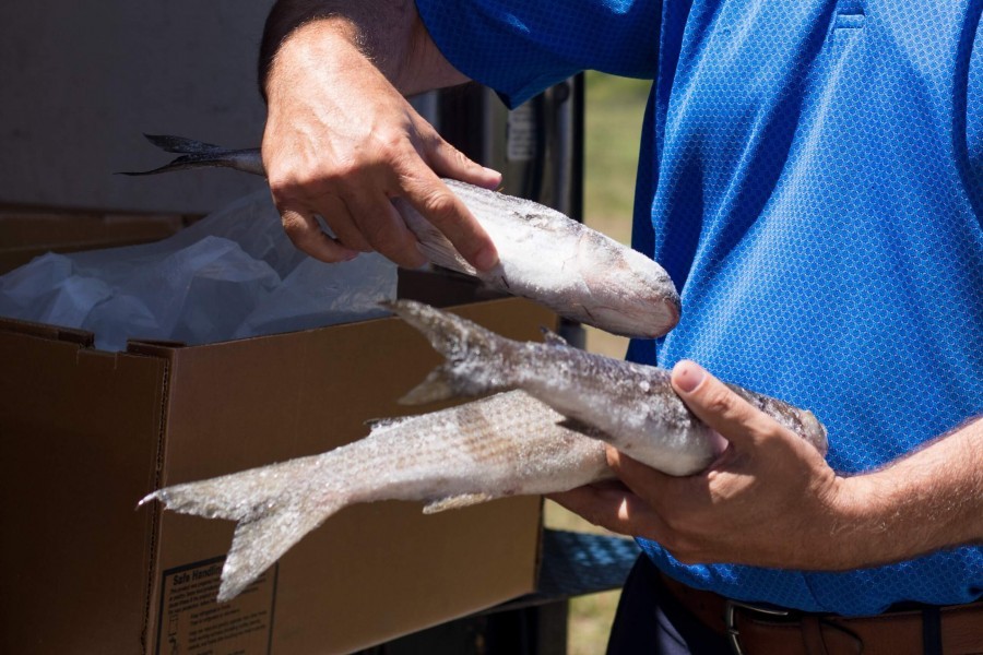 Frozen mullet utilized in a sustainable seafood study at Mote Aquaculture Research Park. Credit: Mote Marine Laboratory