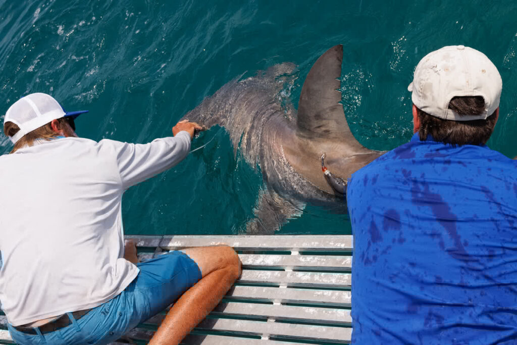 Mote scientists temporarily catch and release sharks for research in the Gulf of Mexico.