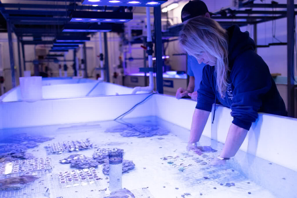 Mote's Dr. Erinn Muller works with coral fragments at Mote's International Coral Gene Bank