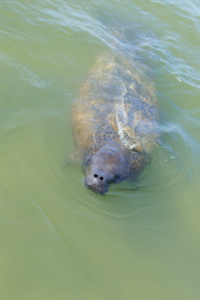 Manatee Research | Mote Marine Laboratory &amp; Aquarium