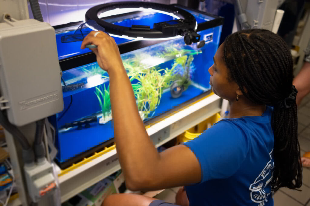 Mote's Amanda Felix takes care of peppermint shrimp in Mote's Aquarium Conservation Lab, one of several labs that Mote visitors can see through windows in the Aquarium.
