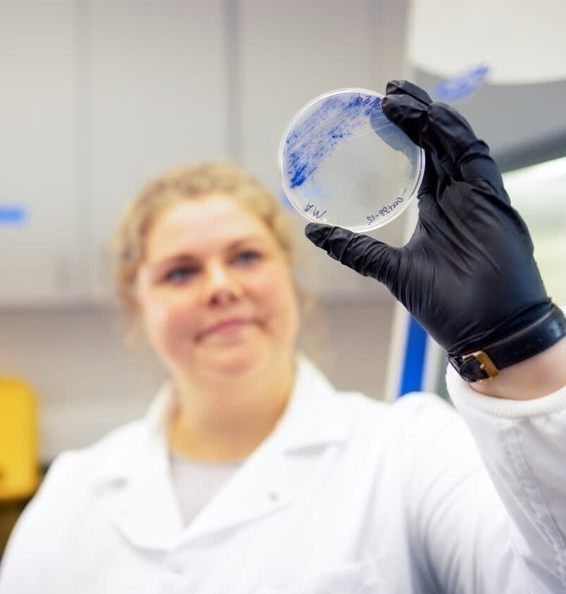 Dr. Kirstie Francis holds up a petri dish with blue microbial cultures growing on it.