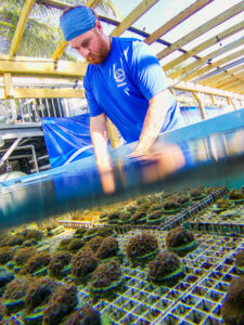 Mote scientists raise corals for restoration and research at Mote's Islamorada Coral Nursery.
