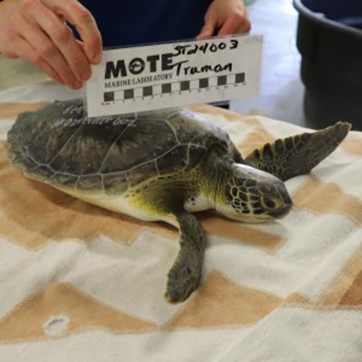 Truman | Mote Marine Laboratory & Aquarium