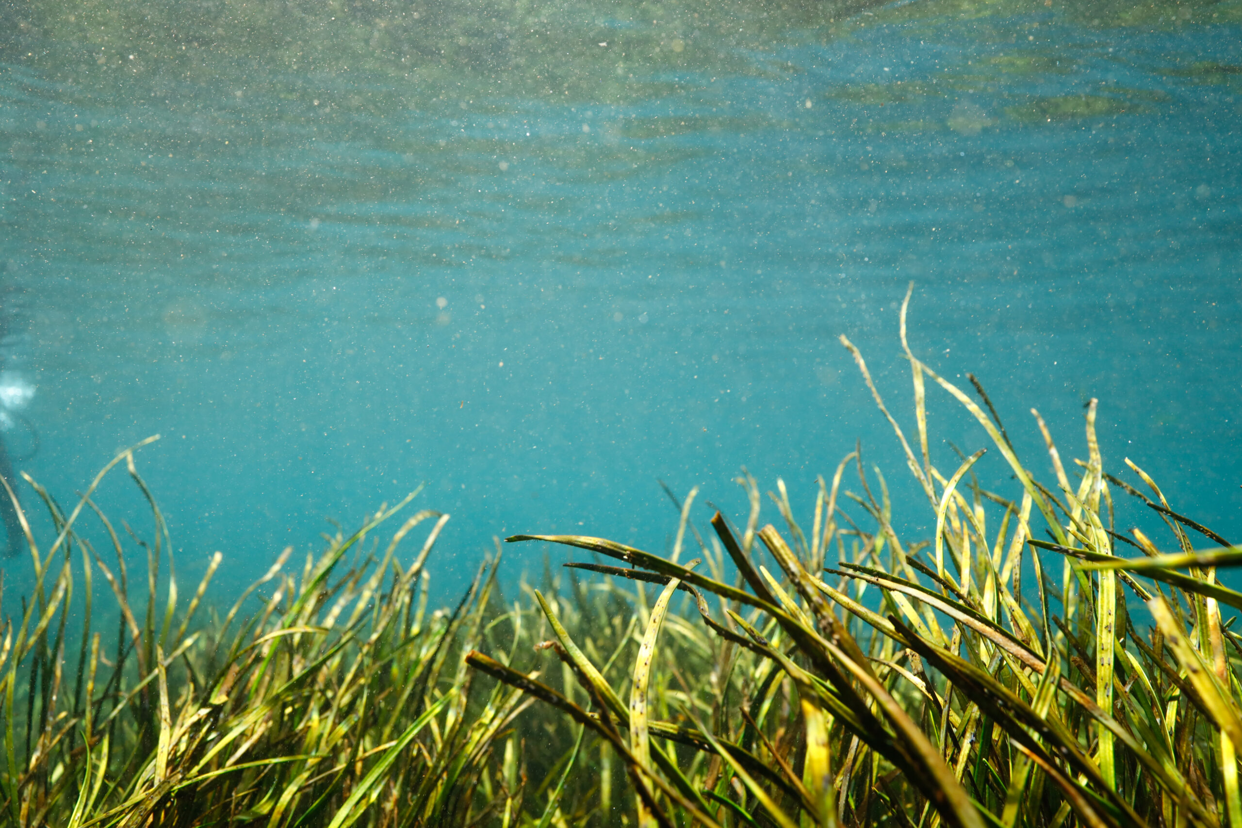 Seagrass underwater.