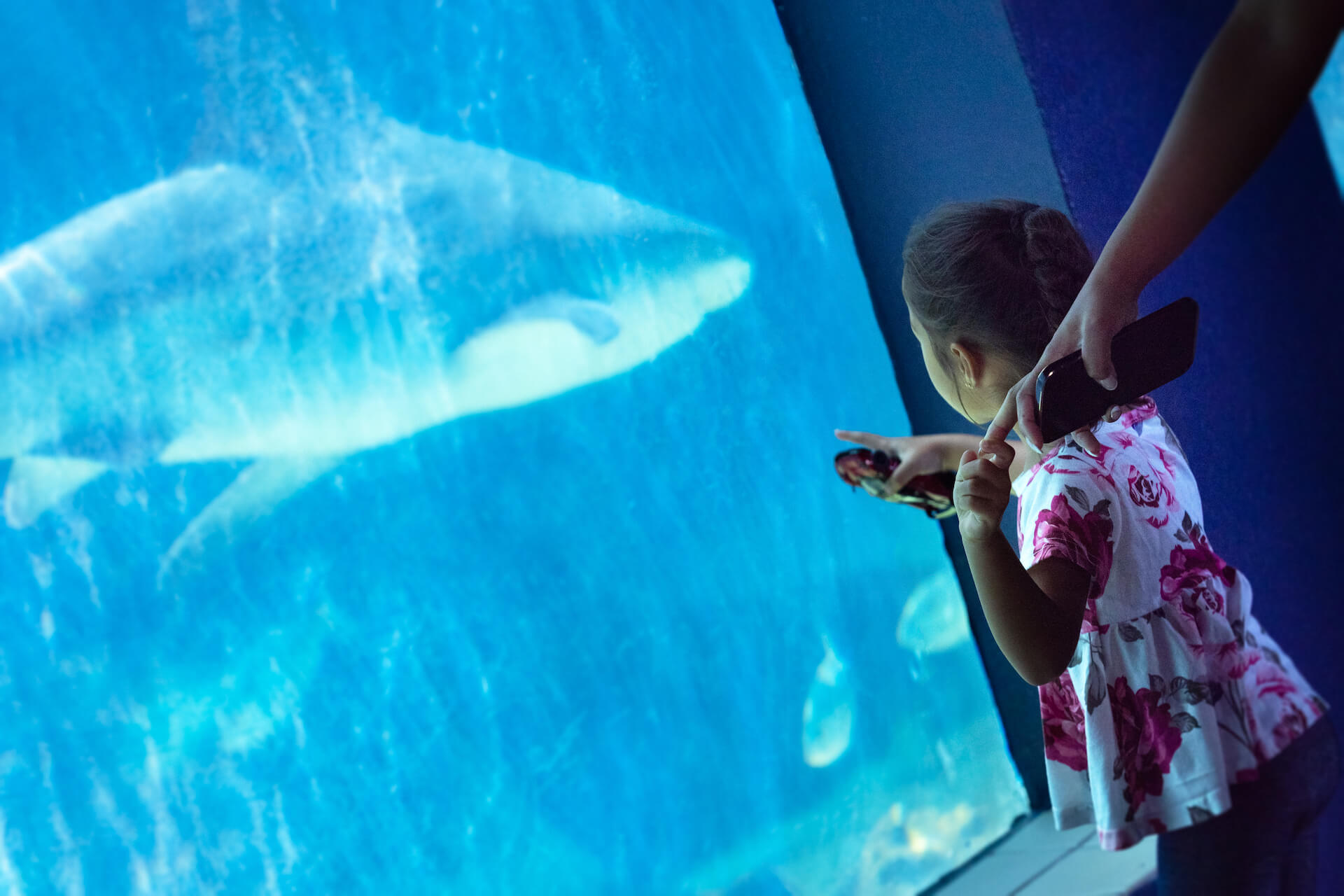 A young visitor looks at the large sharks in the Shark Zone at Mote.