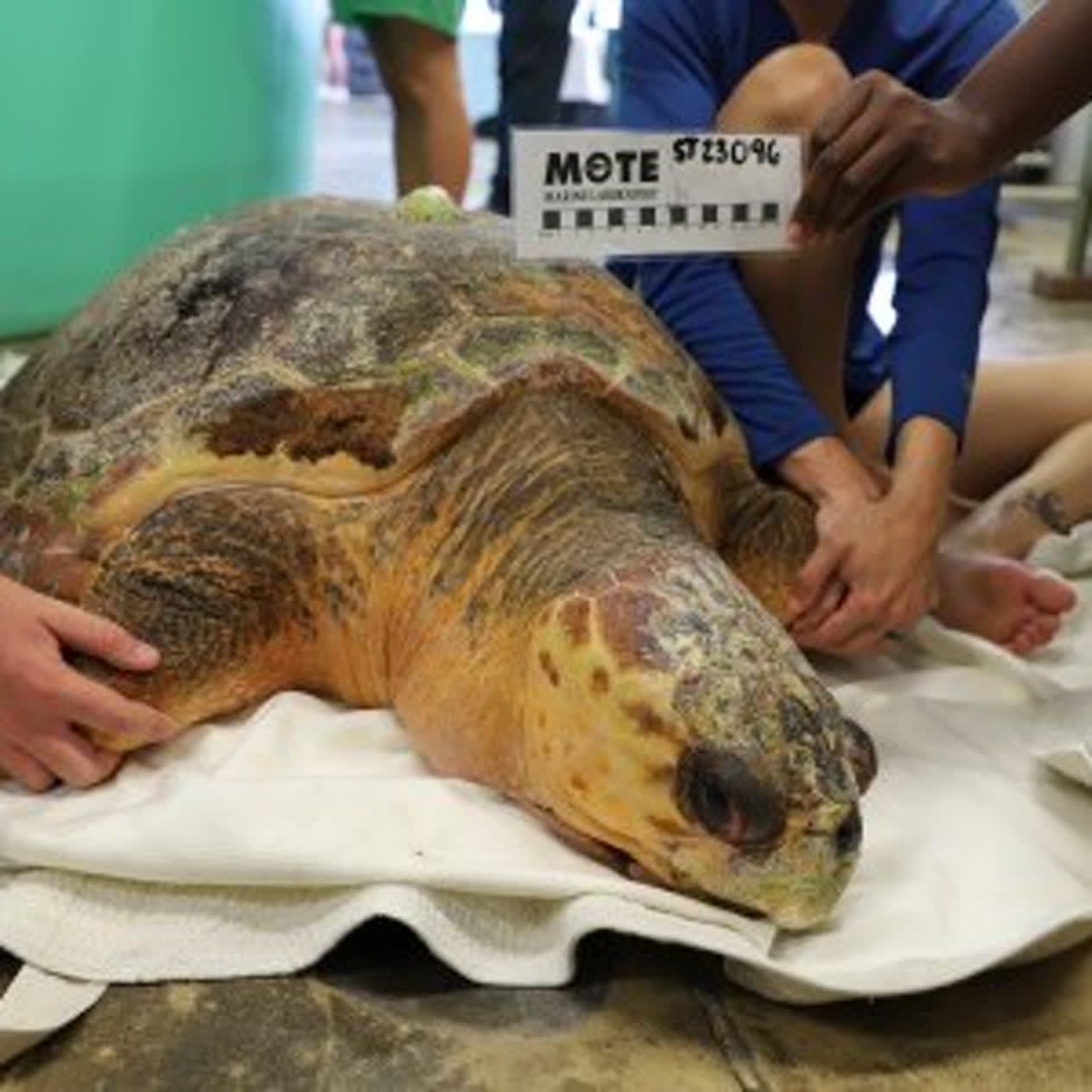 Artemis | Mote Marine Laboratory & Aquarium