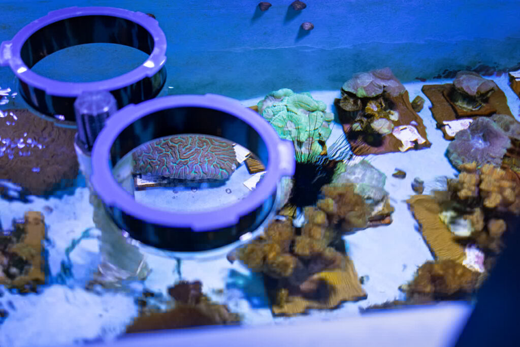 Floating viewers (shallow cylinders with transparent bottoms) let guests peer down into the Rescue Coral Lab habitats where living corals are maintained.