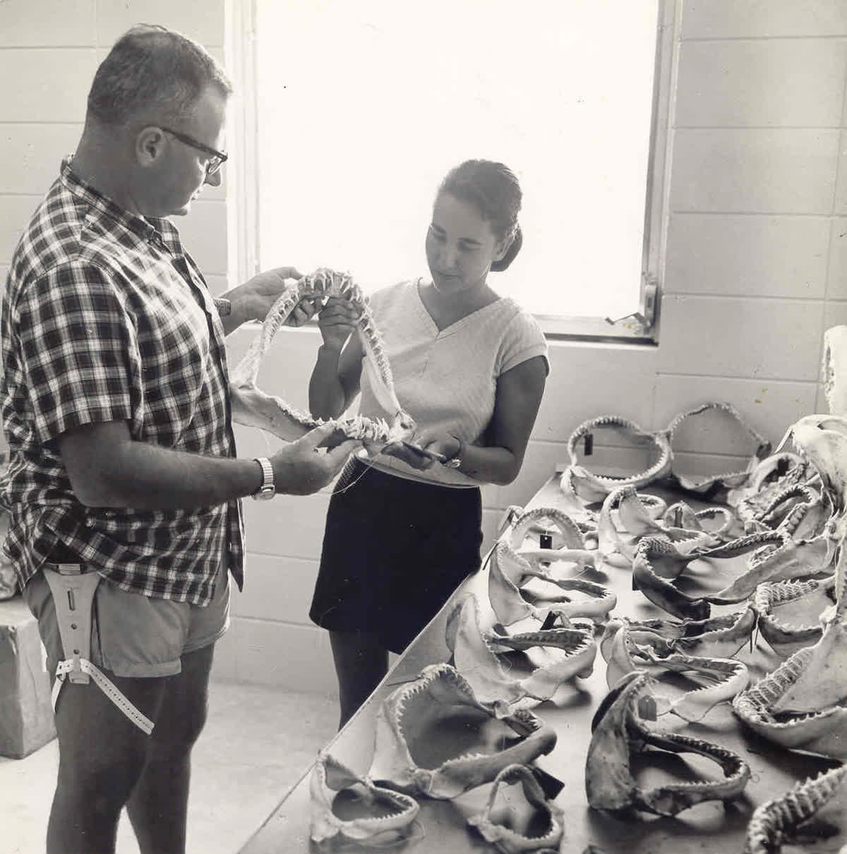 A man and woman examine one shark jaw from a collection of several on the table in front of them.