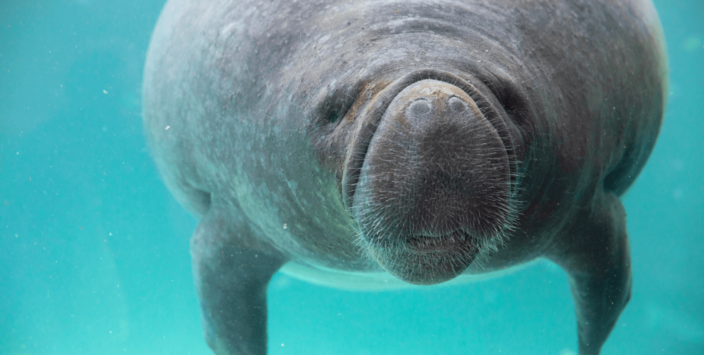 Buffett the manatee cruises through his habitat at Mote.