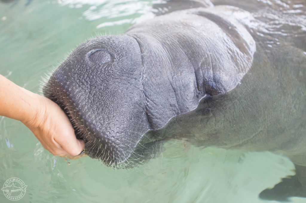 Close up of a manatee in the manatee tank at Mote aquarium. The manatee's nose and forehead is just above the waterline. The manatee's snout, covered in short bristles, touches an outstretched human hand.