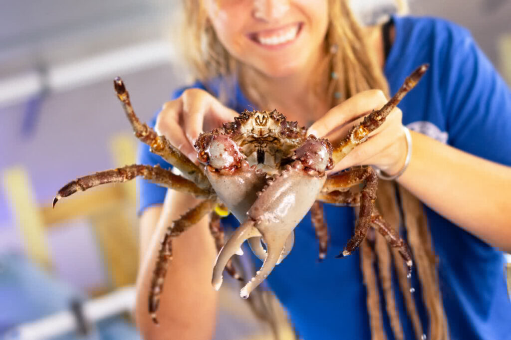 Caribbean king crab held by Mote's Cierra Bair at Mote Aquaculture Research Park, where Mote is raising these crabs with the goal to release them on restored coral reefs to help control algae overgrowth.