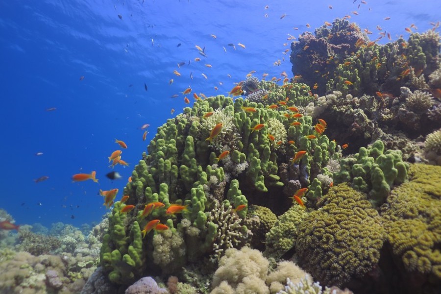 Large healthy corals of different shapes and patterns encase a large rocky outcrop in the Gulf of Aqaba. Small brightly colored fish swim above the corals while far above them the underwater surface of the sea shimmers.