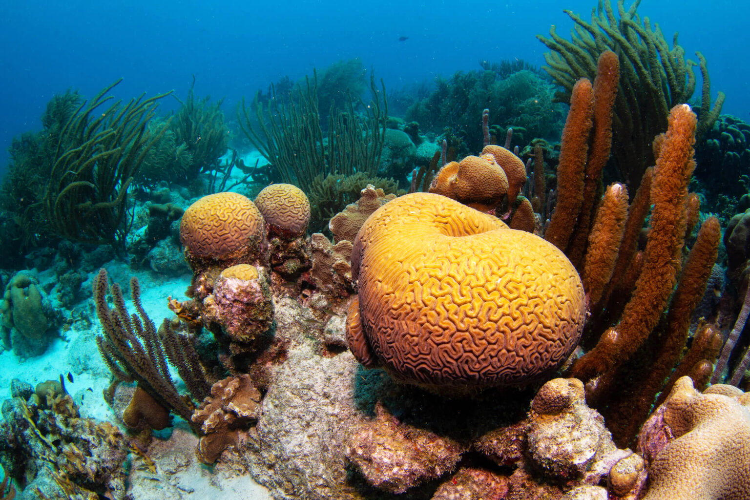 Coral Reef Ecosystems | Mote Marine Laboratory & Aquarium