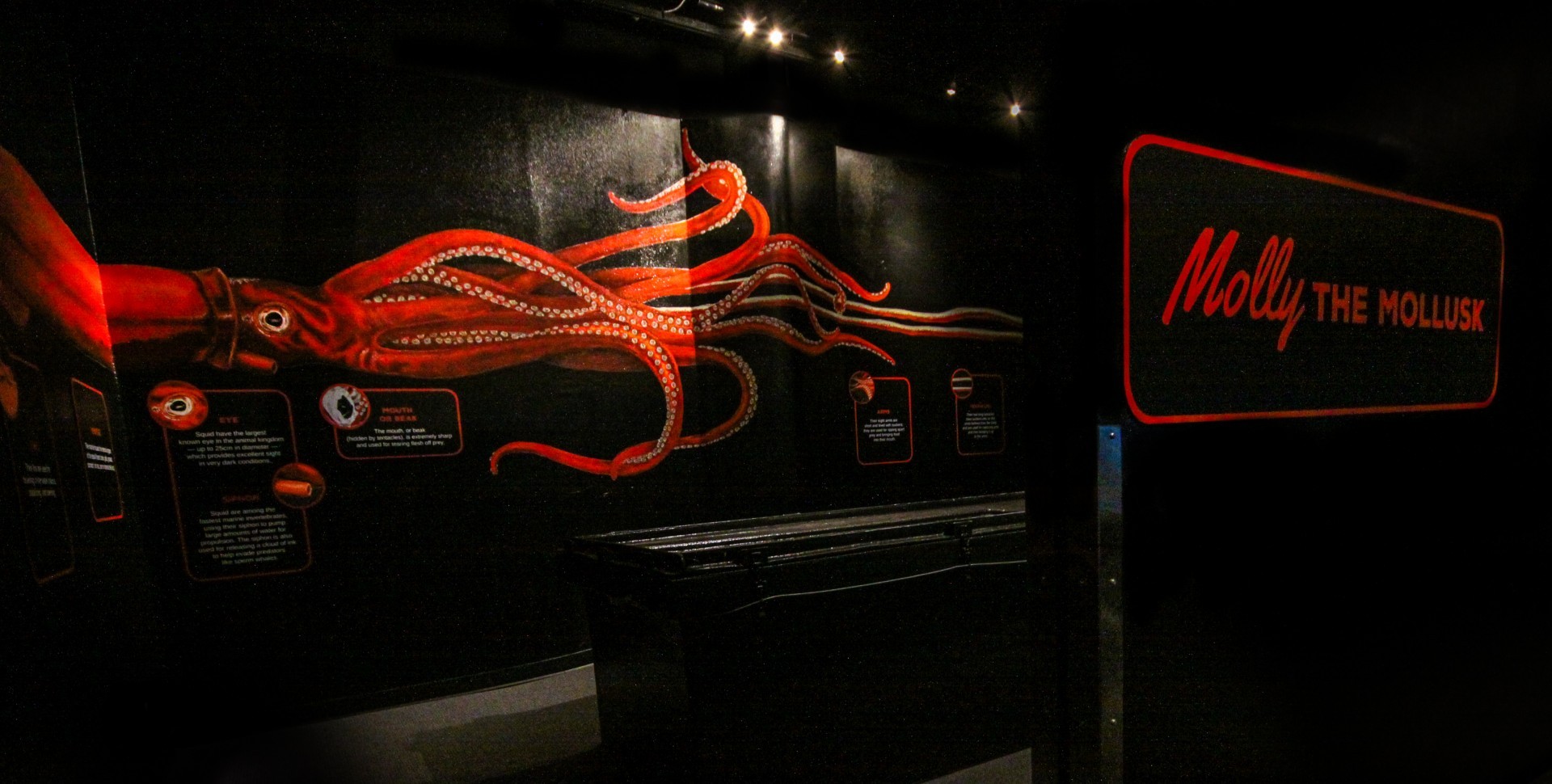 A giant squid mural with a red squid on a black background and letters saying "Molly the mollusk" in the Exploration Gallery at Mote Aquarium