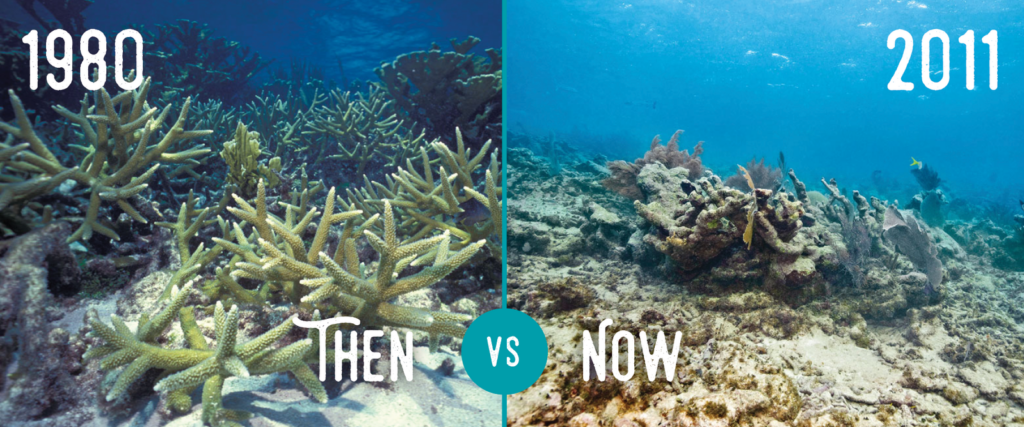Comparing Florida's Coral Reef between 1980, when more coral was present, and 2011, when corals have declined