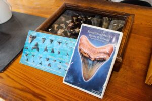 A guide to shark tooth identification at Mote's Fossil Creek