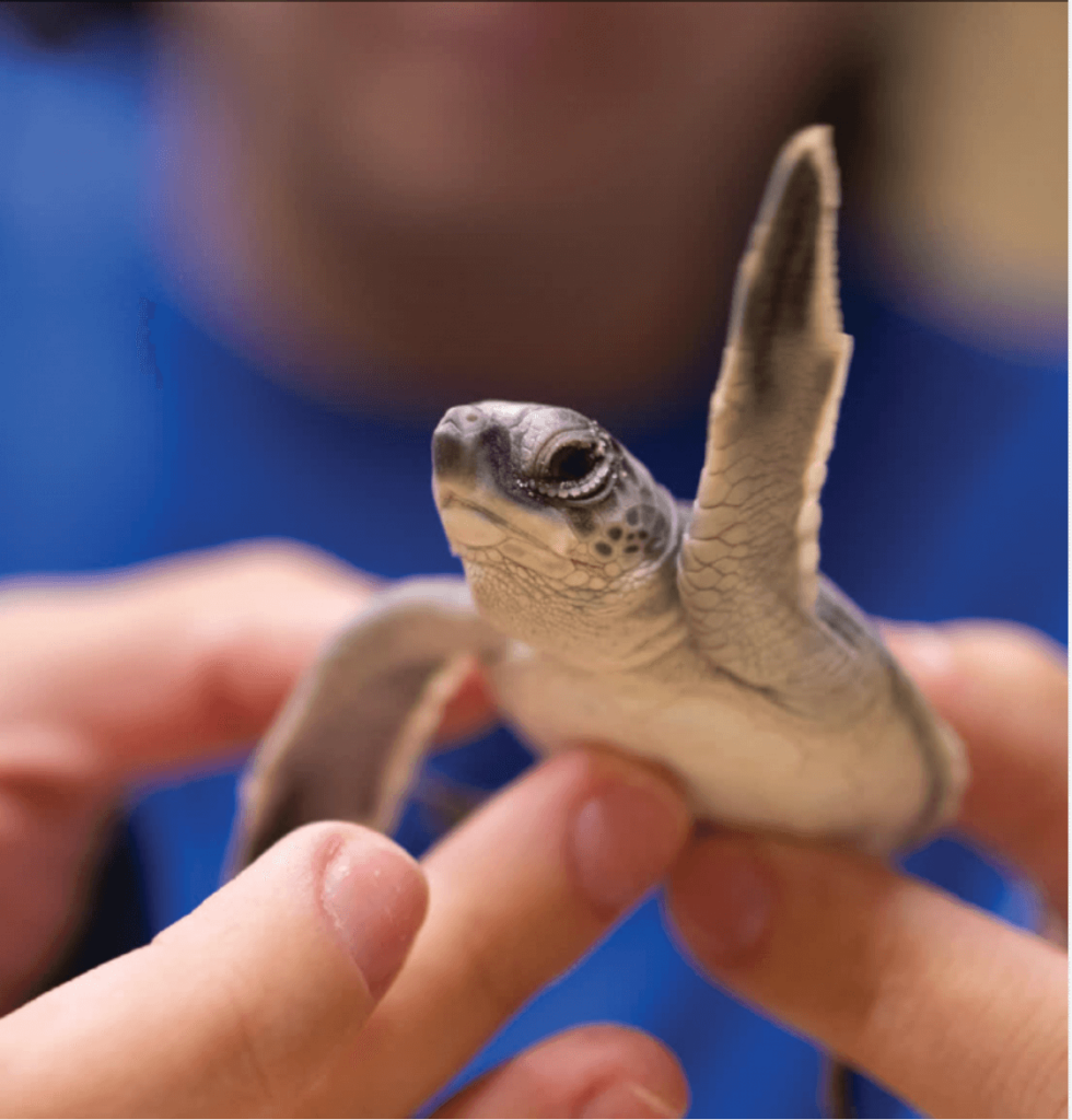 Mote staff member holds a tiny green sea turtle hatchling that was temporarily collected and released for conservation-focused research