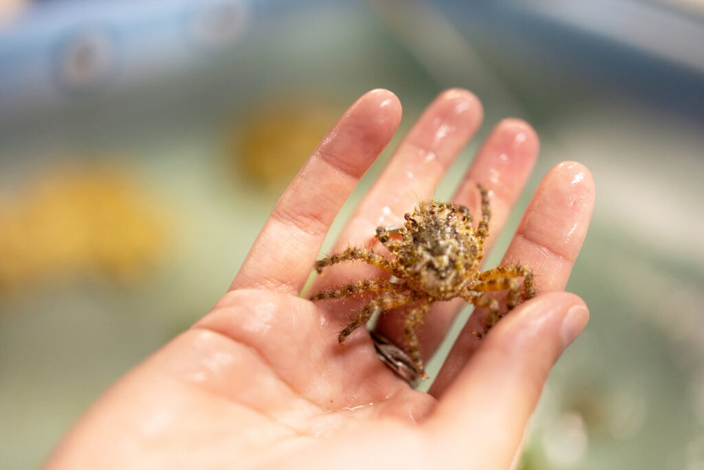 A juvenile Caribbean king crab in the palm of a Mote staff member's hand