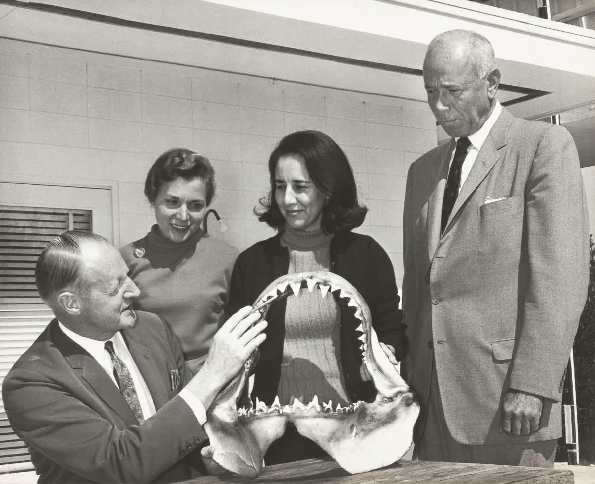 Two men and two women examine a shark jaw at a picnic table outside.