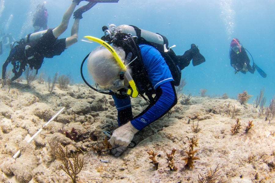 Divers carefully plant staghorn coral fragments on a barren patch of sea bed to regenerate the reef
