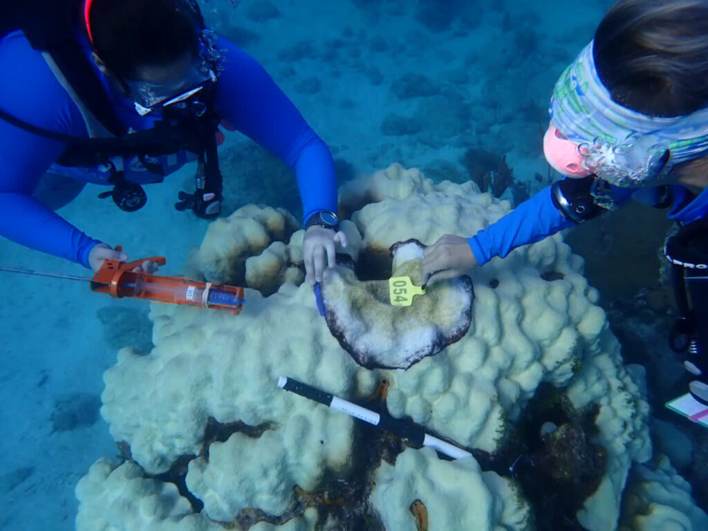 Mote scientists dive in the ocean to test coral disease treatments.
